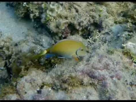 Manzanillo, Limon, CostaRica Snorkeling - YouTube