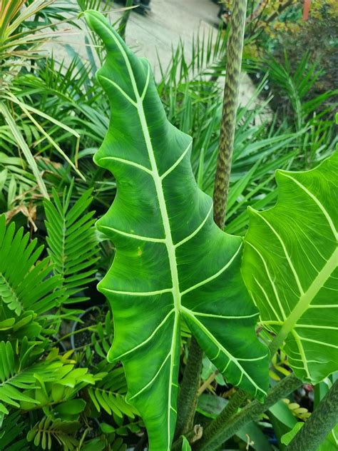 Alocasia zebrina 'Sarian' Elephant Ears - Hello Hello Plants