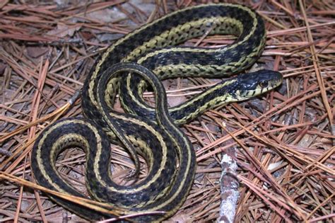 Eastern Garter Snake - Boreal Forest