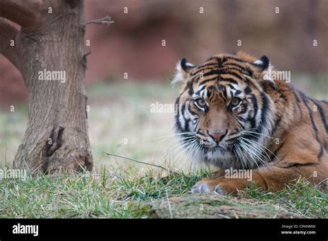 Siberian Tiger Amur tiger Stock Photo - Alamy