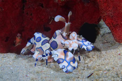 Harlequin Shrimp Care: Tank Size, Lifespan, Food and Diet