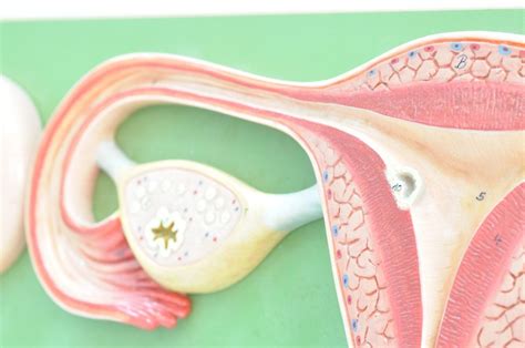 Structure and Function of the Ovaries - Facty Health