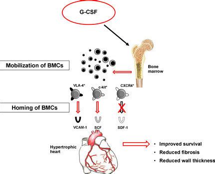 Suggested mechanism of G-CSF-mediated cardioprotection after... | Download Scientific Diagram