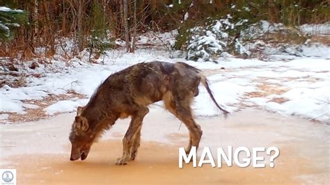 Coyote With Mange--more footage. - YouTube