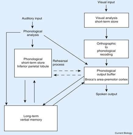 The phonological loop (Baddeley, 2010) | Download Scientific Diagram