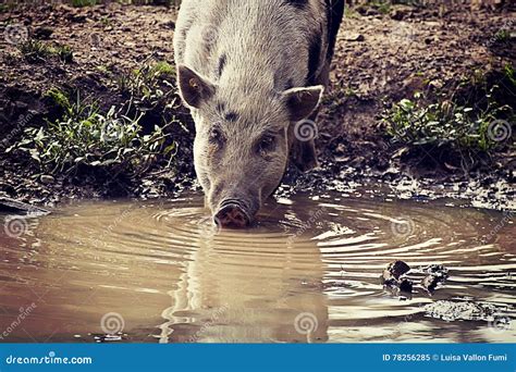 Pot-bellied Pig Drinking Murky Water Stock Image - Image of cute ...