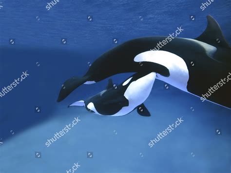 Killer Whale Orcinus Orca Female Calf Editorial Stock Photo - Stock ...