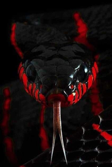 PANTHER (JJK) - 🐾 SSSSSSS | Snake wallpaper, Snake, Wild animal wallpaper