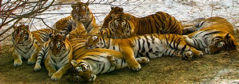 tiger pack | Animals, Animals amazing, Wild cats