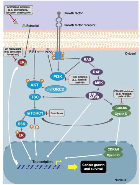 Everolimus-based combination therapies for HR+, HER2− metastatic breast ...