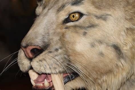 Saber Tooth Tiger - Facts and Beyond | Biology Dictionary