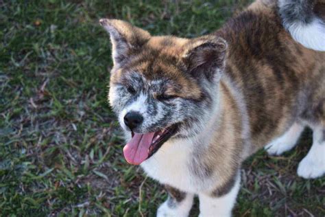 Husky Akita Mix: 9 Cool Huskita Characteristics - 2024