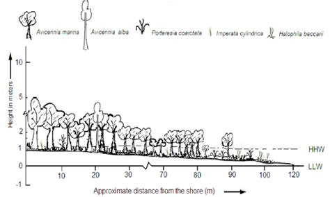 Zonation profile of mangroves and other macrophytes in the Bakkhali... | Download Scientific Diagram