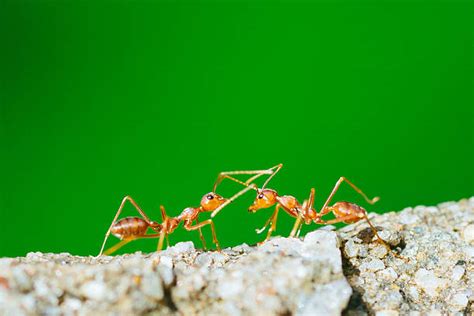 Ants Fighting Stock Photos, Pictures & Royalty-Free Images - iStock