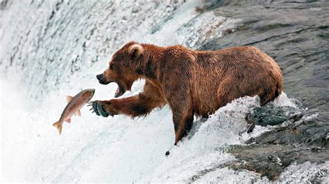 Related image | Bear fishing, Brown bear, Bear catching salmon