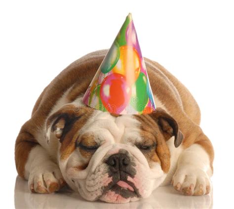 Dog wearing birthday hat stock image. Image of bulldog - 6923449