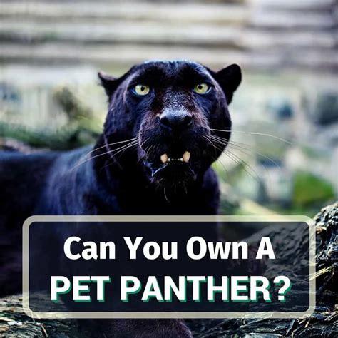 9 Reasons Why Panthers Make Bad Pets & How Much Are They?