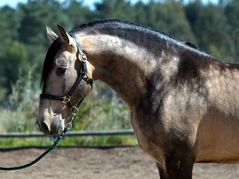 Pin by Christina on Caballos | Horses, Pretty horses, Buckskin horse