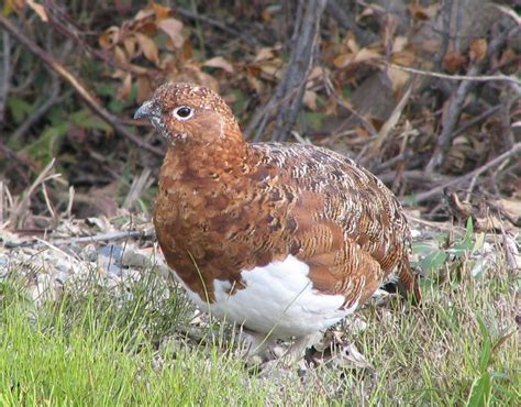 Willow ptarmigan - Alchetron, The Free Social Encyclopedia