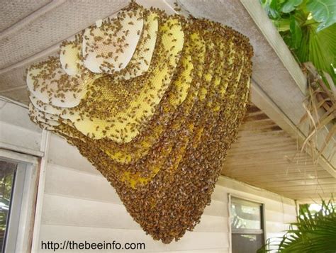 Different Types Of Honey Bee Hives Picture – Natural And Apiary Hives.Different Types Of Honey ...