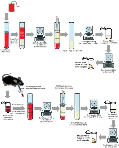 Blood Cell Isolation and Culture Services - Creative Bioarray