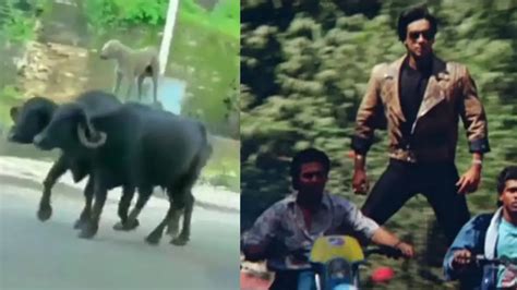 Hilarious video of street dog recreating Ajay Devgn’s ‘Phool Aur Kaante’ stunt on buffaloes goes ...