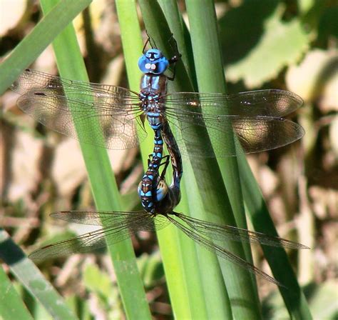 Blue Dragonfly | Blue Dragonflies amorously engaged, photogr… | Flickr