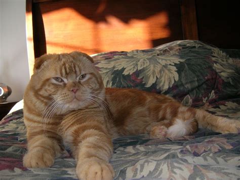 Scottish Fold Cat. My Teddy. | Cat scottish fold, Scottish fold, Tabby cat
