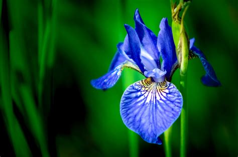 Blue iris flower in close up photography HD wallpaper | Wallpaper Flare
