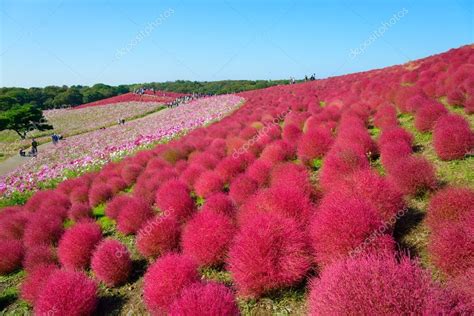 Autumn in Hitachi Seaside Park — Stock Photo © hiro1775 #73652127