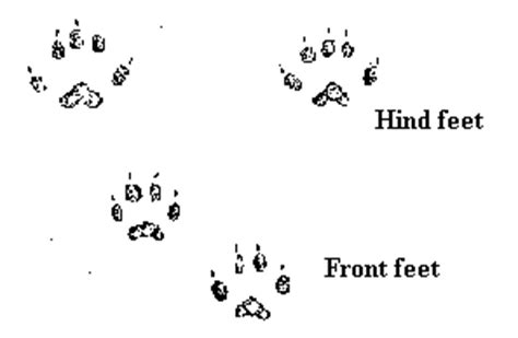 Animal Tracks - Deer Mouse (Peromyscus maniculatus)