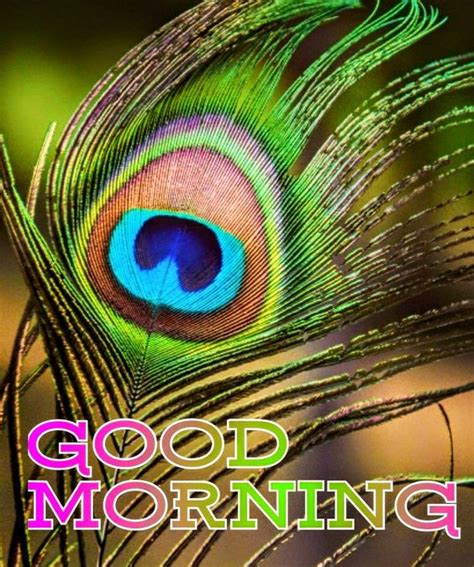 45+ Good Morning Peacock Images - Good Morning Wishes