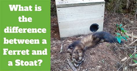 What is the difference between a Ferret and a Stoat? - Predator Free ...