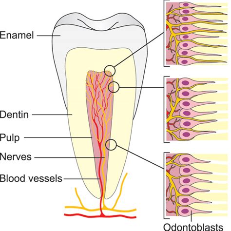 Acute dental pain I: pulpal and dentinal pain | Den norske ...