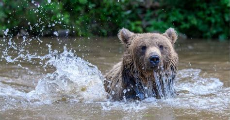 Discover the Most Grizzly Bear Infested Island on Earth - W3schools