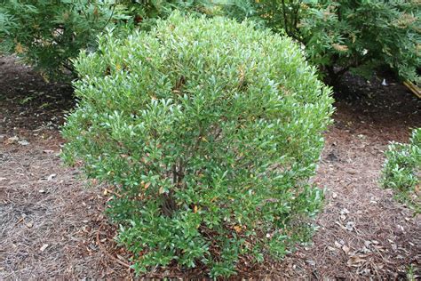 Ilex glabra 'Compacta' | Dwarf Inkberry | claytonsnatives | Flickr