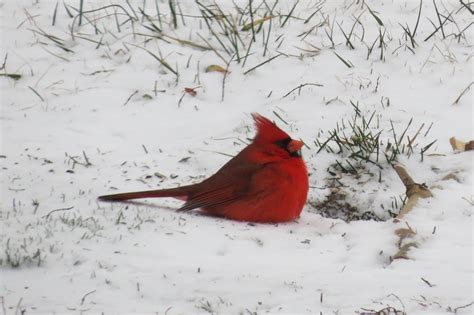 MN_Winter Time | Northern Cardinal, fluffing feathers becaus… | Flickr