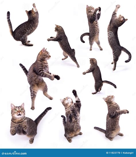 The biped cat stock photo. Image of animal, background - 11823778