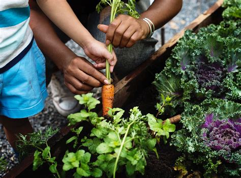 Carrot Companion Plants | Kellogg Garden Organics™