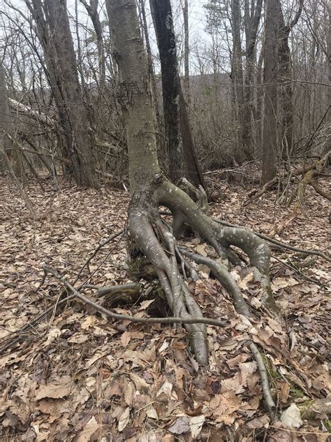 Black Forest North Loop Trail - Pennsylvania | AllTrails