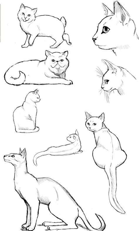 Cat Poses: Study 2 by FlameFoxe.deviantart.com | Cat drawing, Cats art drawing, Cat sketch