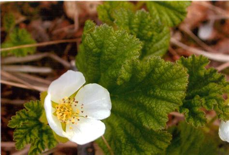 Rubus chamaemorus