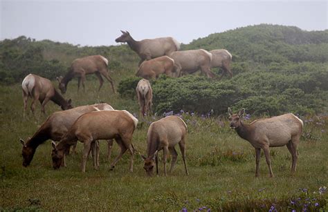 Large Elk Herd Near Stevensville