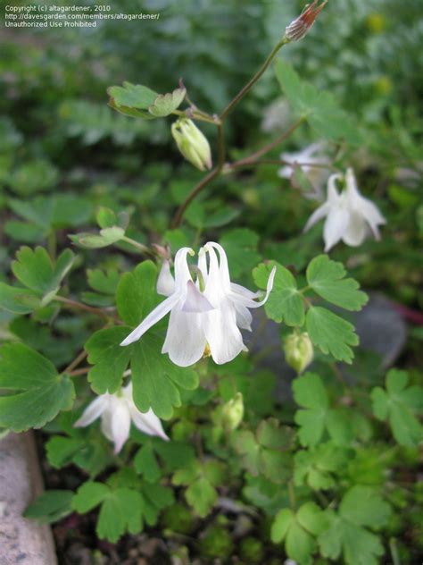 PlantFiles Pictures: Laramie Columbine (Aquilegia laramiensis) by altagardener