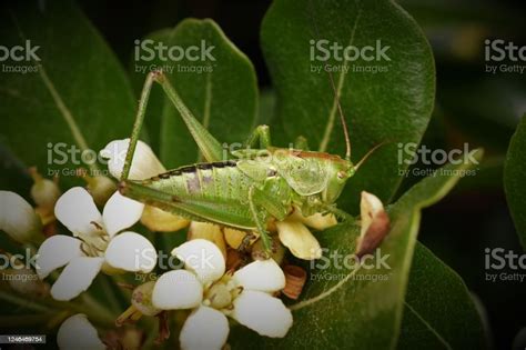 Green Grasshopper Stock Photo - Download Image Now - Animal, Animal ...