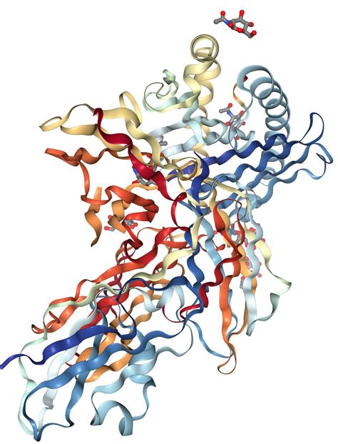 Phases Of Actin Assembly Diagram Glance Mechanisms Actin Ass