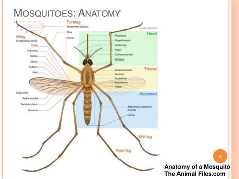 9 Mosquitoes