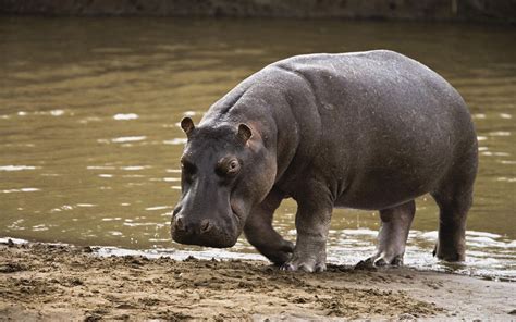 Hippopotamus Wallpapers - Wallpaper Cave