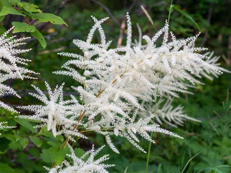 Care For Aruncus Goat's Beard - Tips For Growing Goat's Beard In The Garden