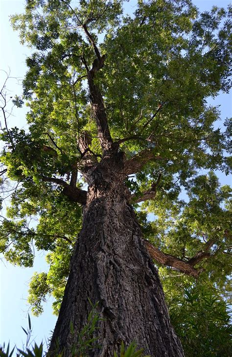 Carya illinoinensis (hardy pecan tree) | Eco Landscaping